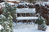 Gartenbank im verschneiten Garten vor Hainbuchenhecke, Töpfe mit Kiefern und Zuckerhutfichte