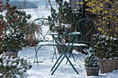 Winterterrasse mit blühender Zaubernuß, Kiefern und Zuckerhutfichte in Körben, Sitzgruppe mit Windlicht und Schale auf dem Tisch