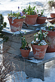 Töpfe mit Schneeglöckchen und Krokussen auf Blumentreppe im Schnee