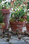 Snowdrops in clay pots