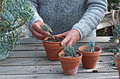 Putting cuttings of groundsel 'Blue Finger' into clay pots