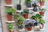 Selbstgebauter Setzkasten mit Jungpflanzen: Zwergpfeffer, Mosaikpflanze, Usambaraveilchen, Kanonierblume