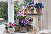 African violets in wooden drawers and wrapped with burlap