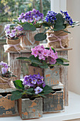 Usambara violets in wooden drawers and wrapped with burlap