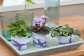 African violets, Fittonia, and Coin-leaf peperomia wrapped in paper and decorated with wool yarn