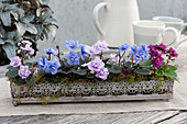 Silver decorative box with filled flowering mini African violets