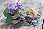 African violet gift wrapped in paper