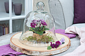 Wooden disc with African violets in birch bark on moss under glass bell jar