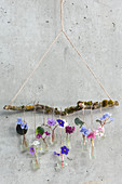 Hängendes Blütentableau an Zweig:  Blüten von Usambaraveilchen in kleinen Fläschchen als Wanddekoration