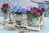 Miniature African violets wrapped in birch bark in jars