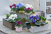 African violets and hyacinths in a wooden box