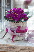 African violets as a gift in a crocheted pot