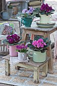 African violets in enameled pots and ceramic cup
