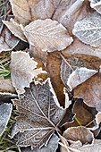Autumn leaves with hoarfrost