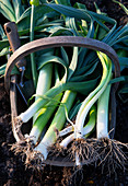 Fresh garden onion in a basket