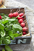 Fresh radishes in a wooden crate