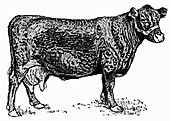 Calf (Illustration)