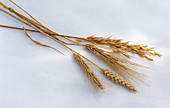 Ears of grain: rye, wheat, oats, barley