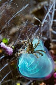 Decorator crab perched on a blue club tunicate