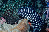 Zebra moray eel