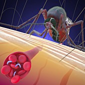 Mosquito transmitting malaria, illustration