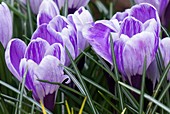 King of the Striped (Crocus vernus)