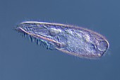 Blepharisma protozoan, light micrograph