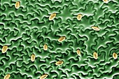 Zinnia leaf epidermis with stomata