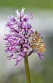Glanville fritillary butterfly