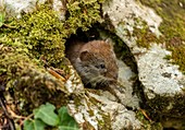 Bank vole (Myodes glareolus)