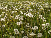 Field of dandelions (Taraxacum officinale)
