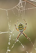 Female wasp spider