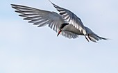 Common tern in flight