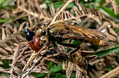 Hornet robberfly