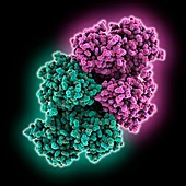 Hepatitis C virus enzyme complex, molecular model