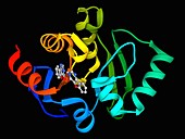 SARS-CoV-2 non-structural protein 3, molecular model