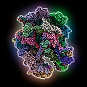Human mitochondrial ribosome complex, molecular model