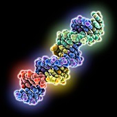 Self-assembling DNA scaffold, molecular model