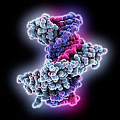 Blunt DNA complexed with zinc finger protein, molecular model