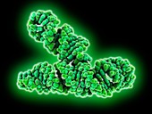 SARS-CoV2 RNA genome element, molecular model