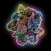 Human C complex spliceosome, molecular model