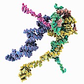 Human spliceosome, nucleic acids only, molecular model