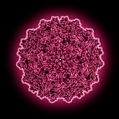 Adeno-associated virus serotype 5, molecular model