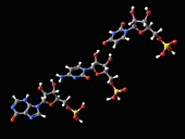 Rintatolimod molecules, illustration
