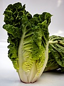 Lettuce (Lactuca sativa