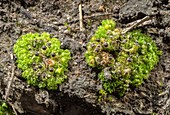 Liverwort