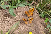 Wall brown butterflies