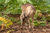 Fallow deer