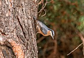 European nuthatch