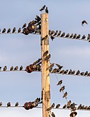 Starlings